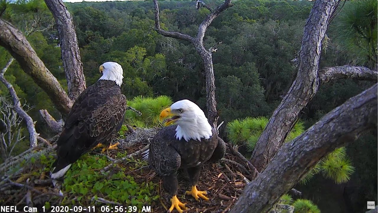 NEFL Cam 1 – Live Bald Eagle Cam